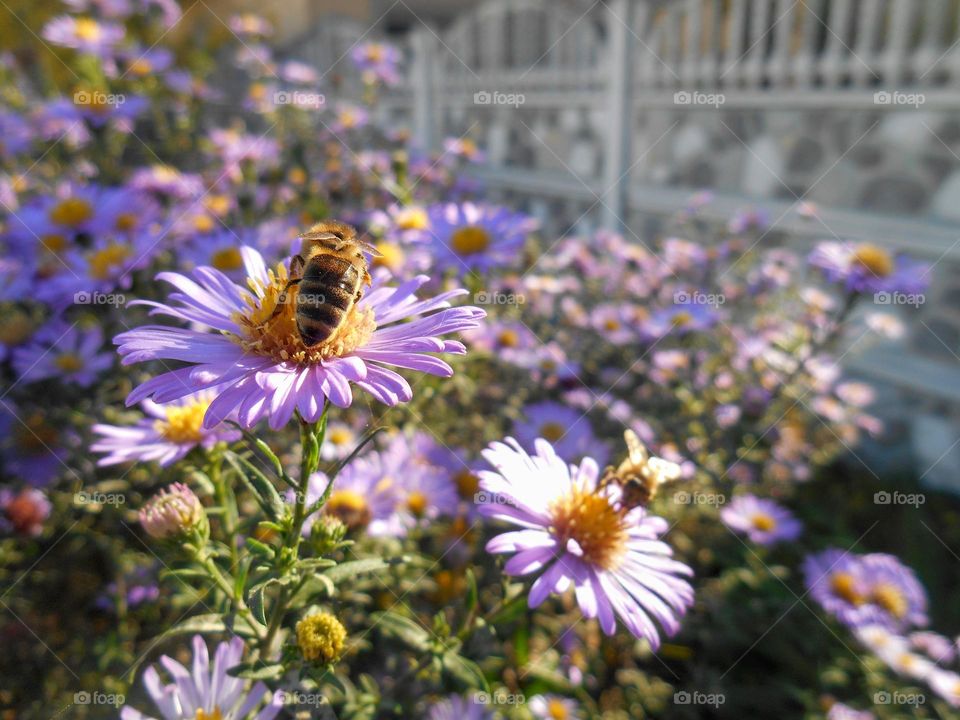 urban plants flowers