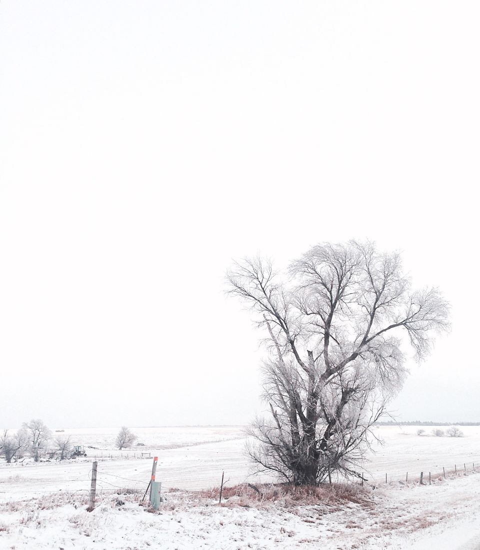 tree in snow
