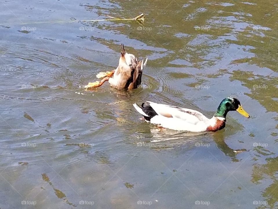 Ducks at Mingus Park, Coos Bay Oregon