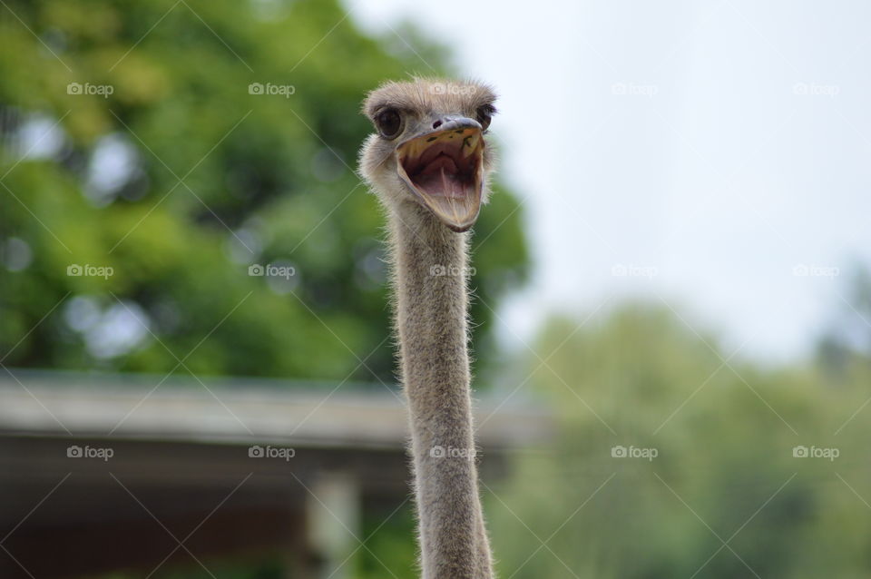 Ostrich