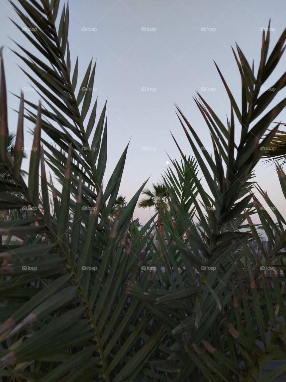 The Moon above Palms