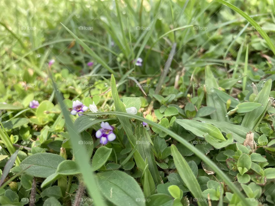 tiny grass flower