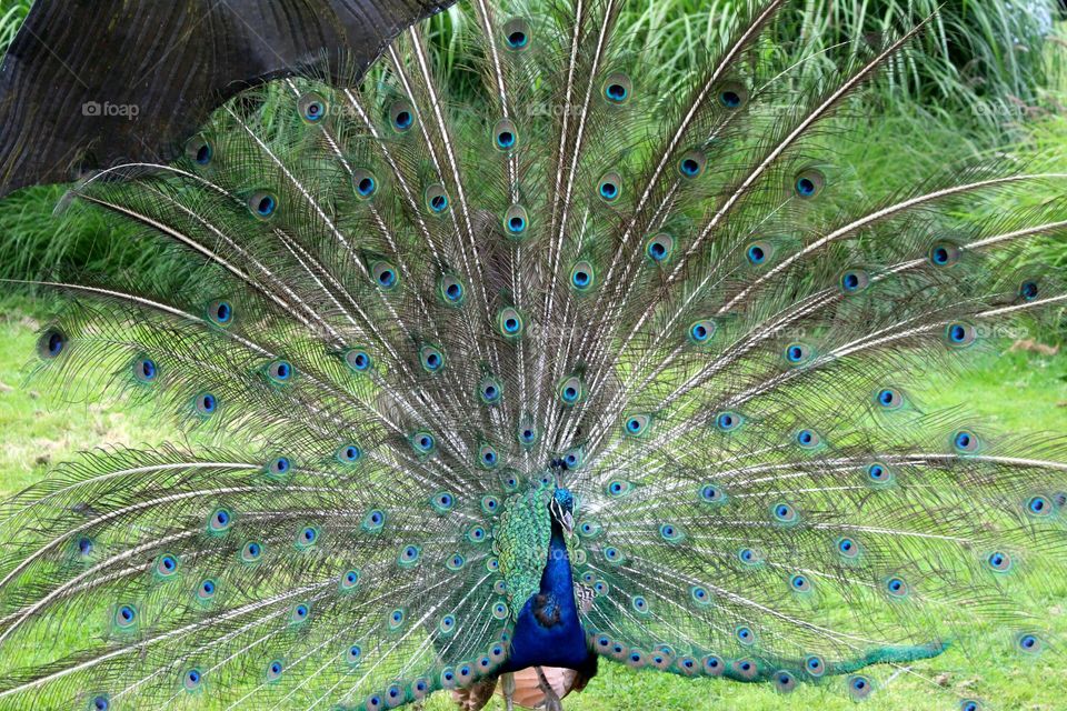 Peacock