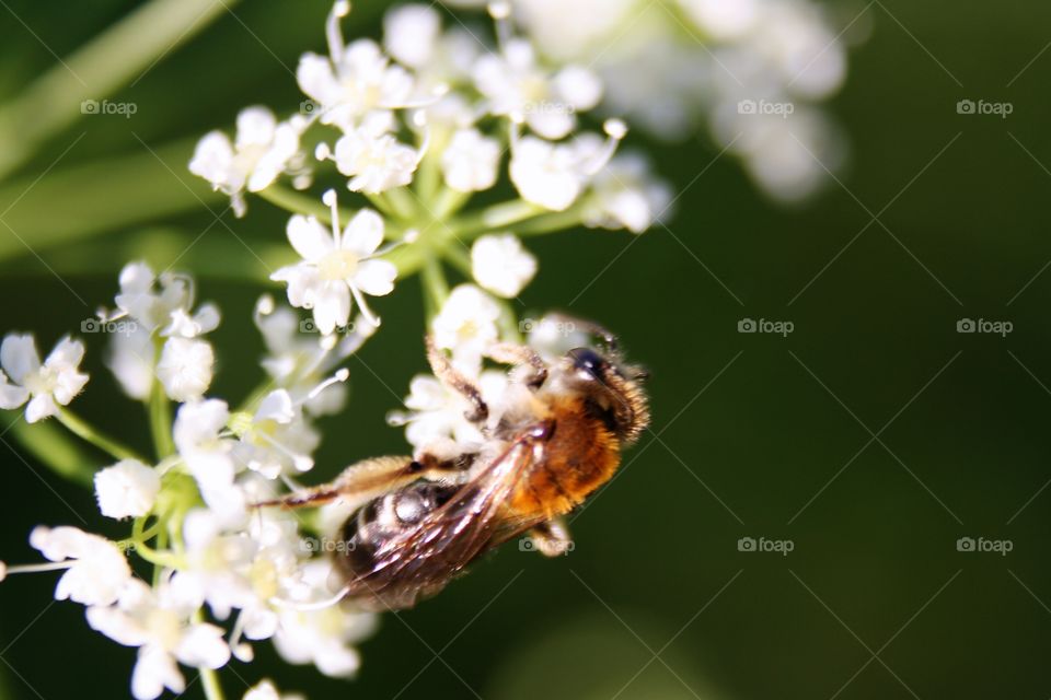 Bee on a flower