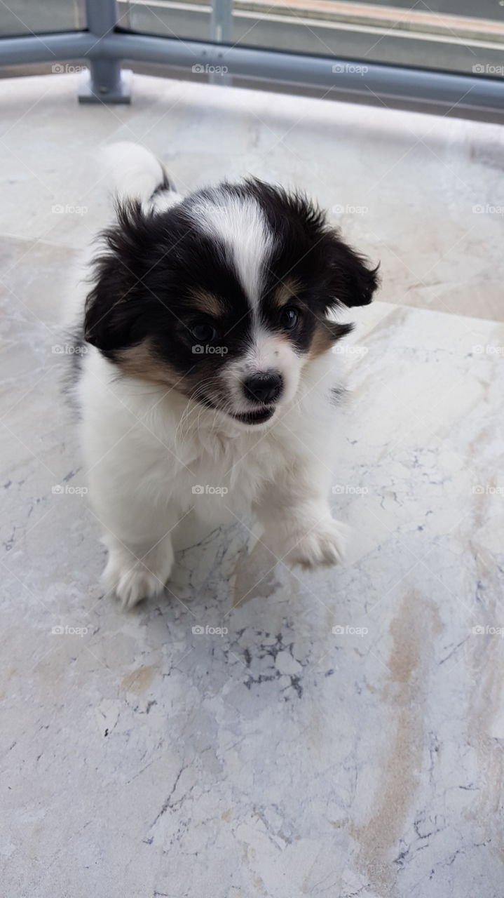 Playful Puppy in training