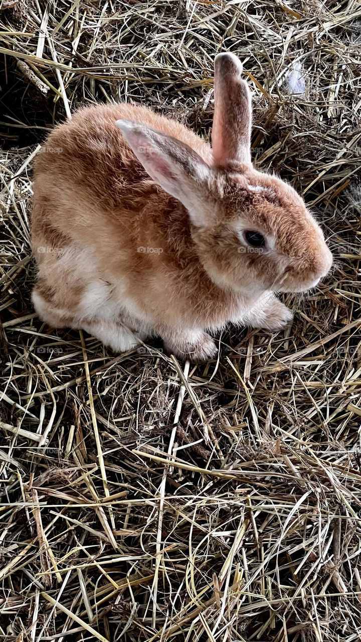 Brown and white coloured rabbit 