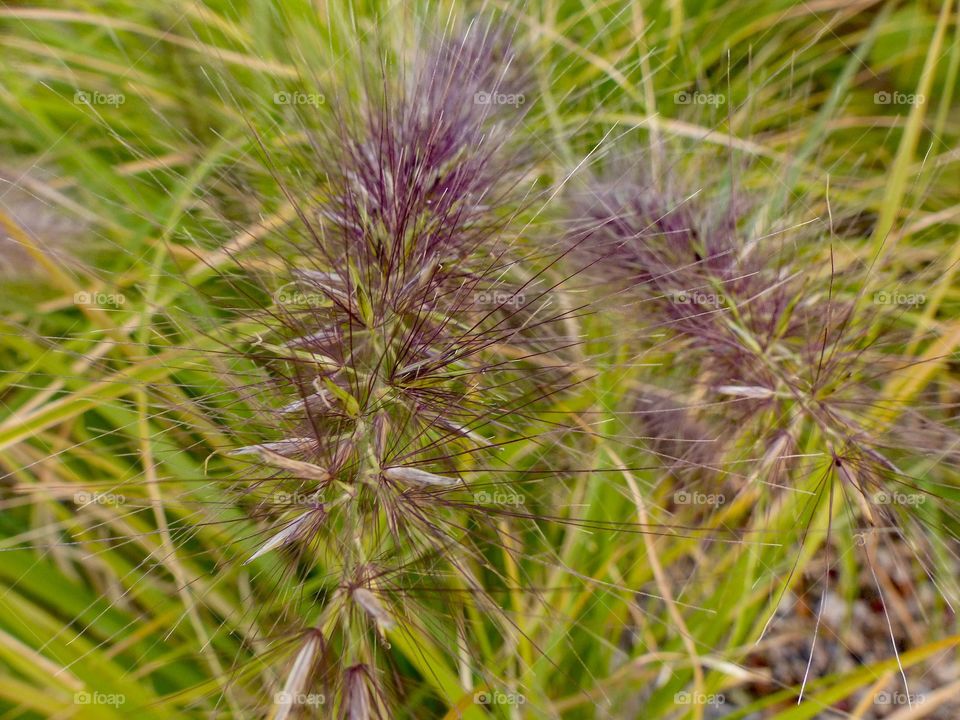 A plant growing purple flowers