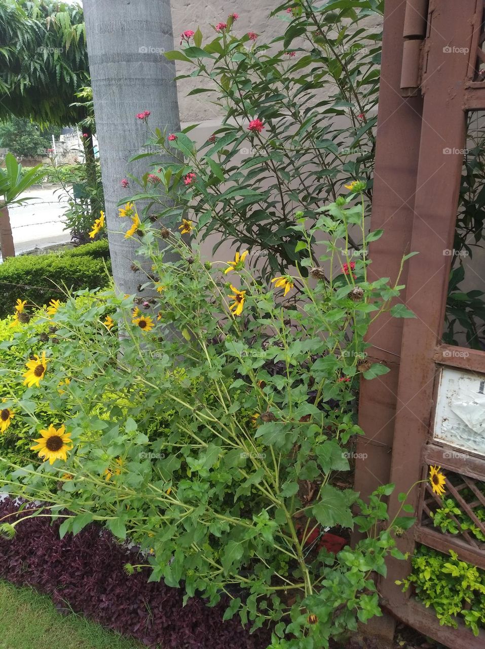 yellow flower with green shurb small size looks very beautiful generally found everywhere