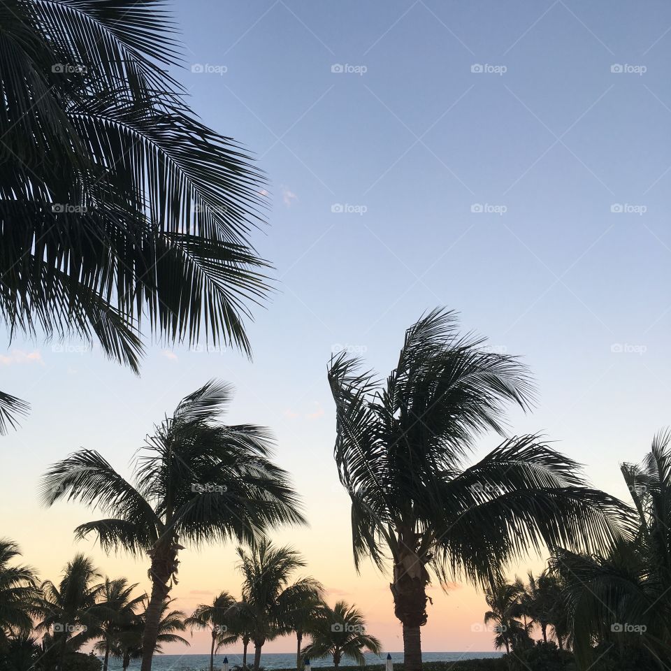Palm, Beach, Tropical, No Person, Sun