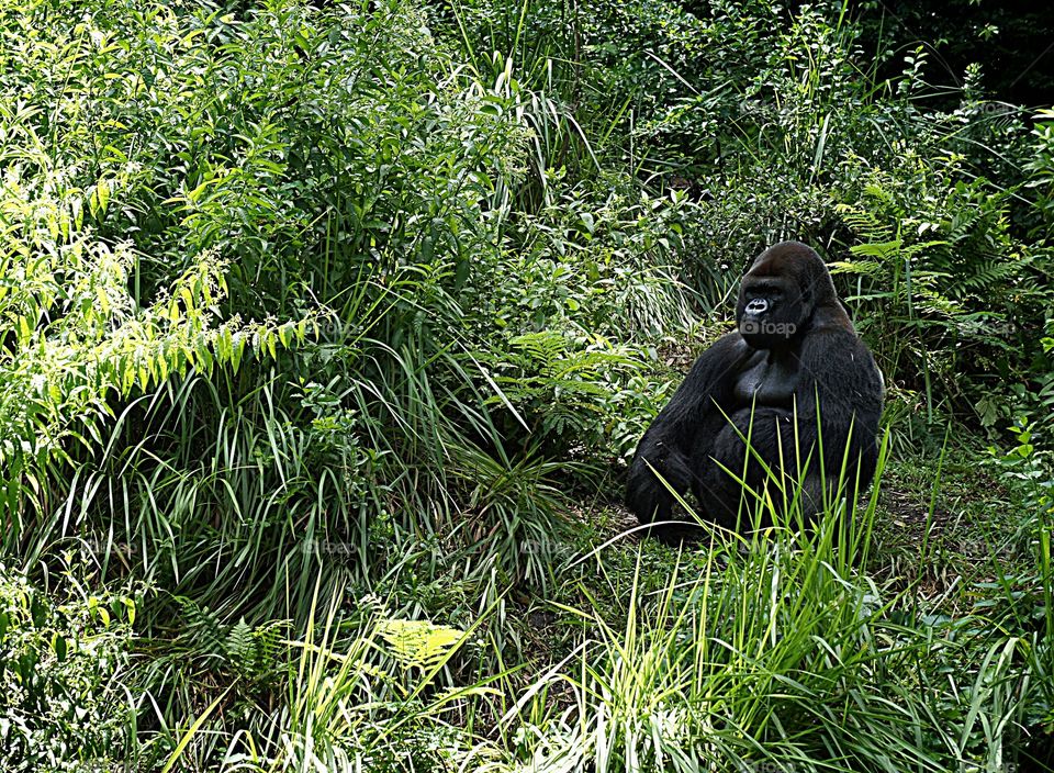 Gorilla shot in Animal Kingdom Florida 