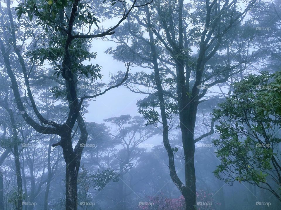 fog and forest