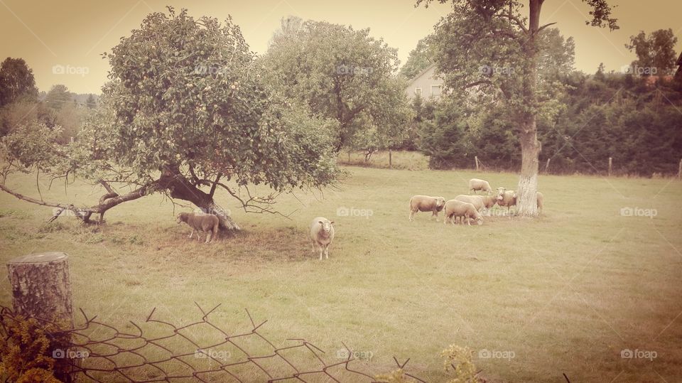 farmville. sheep