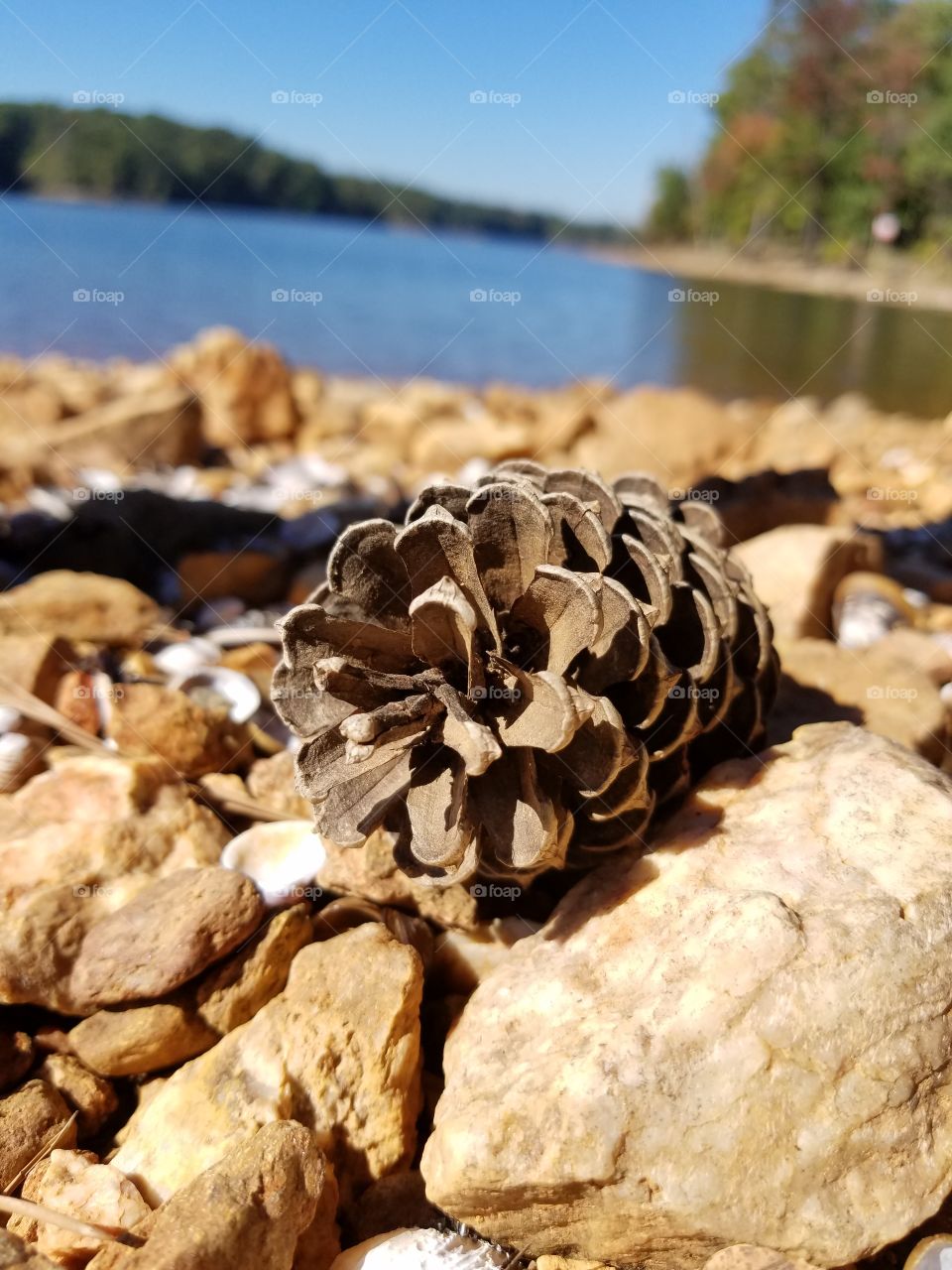 pinecone on the shore