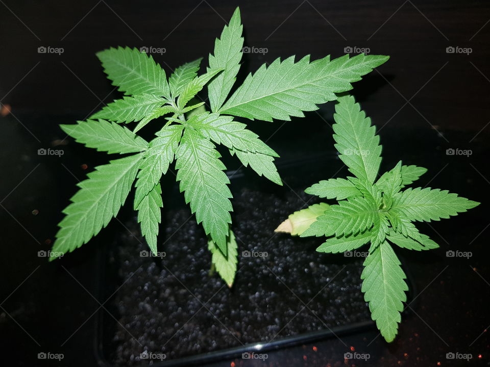 Your cannabis plant can also get yellow leaves from stress from repotting a lot, or too much water or too little. Too much nutrition or too little