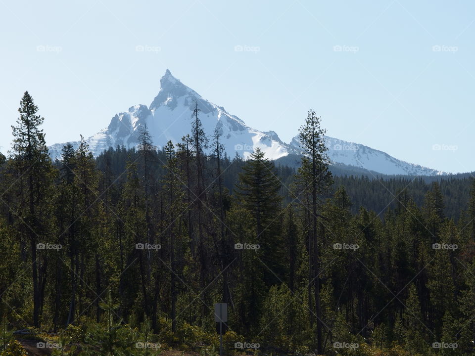 The beautiful jagged peak of snow covered Mt. Washington in Oregon’s Cascade Mountain Range seen through the forest trees on a sunny spring morning. 