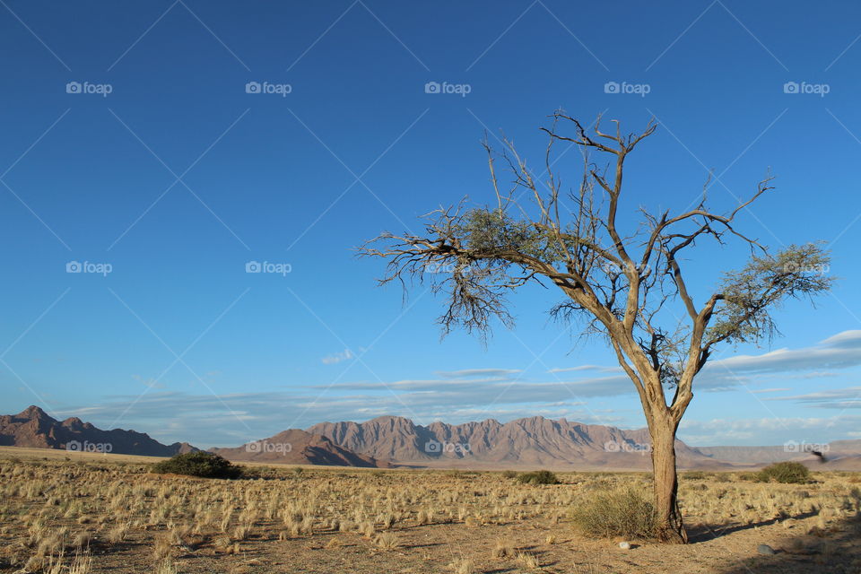 tree in sossusvlei desert. travel in Namibia