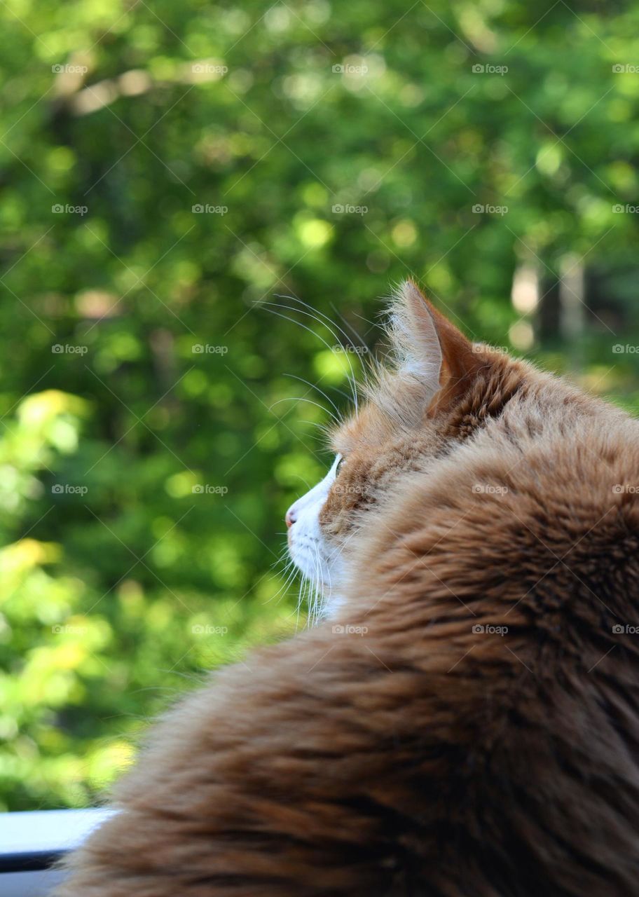 cat looking green background