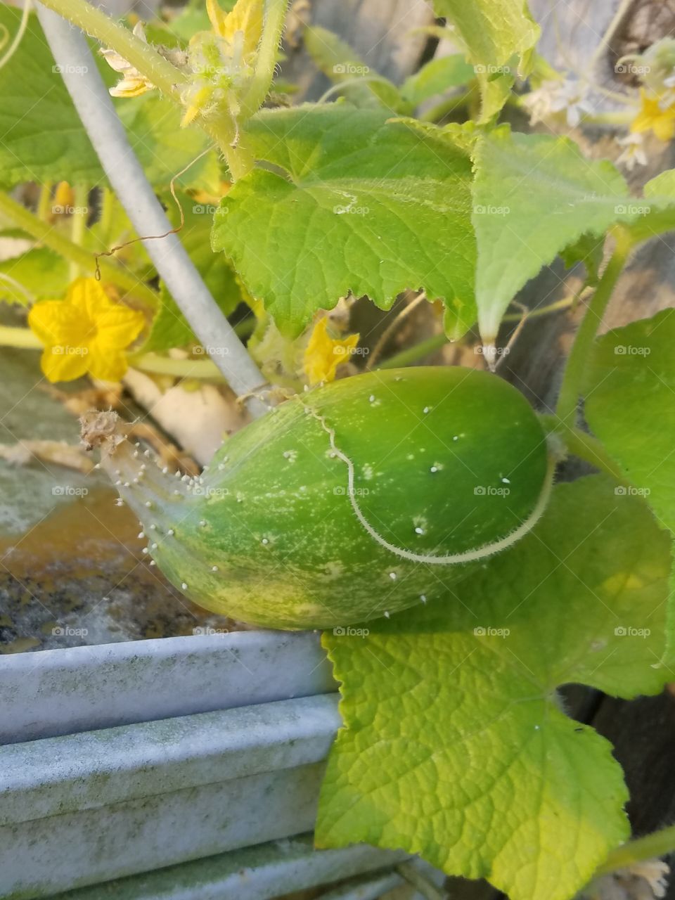 growing cucumber
