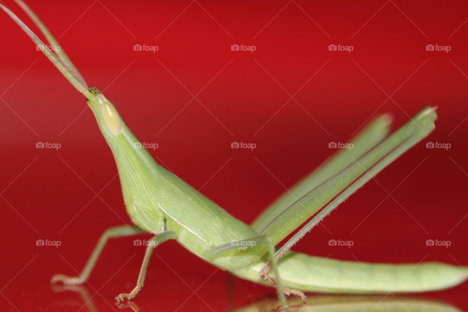 Beautiful Green Grasshopper on colorful background
