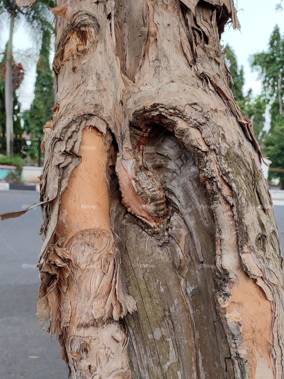 Old tree by the roadside
