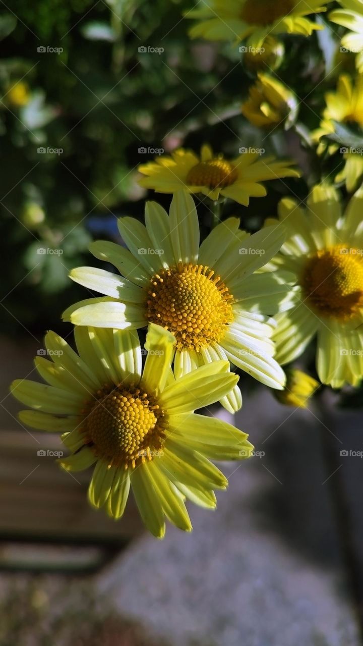 Macro photo of flower growing in the garden