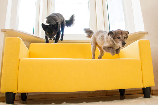 Dogs jumping off yellow couch