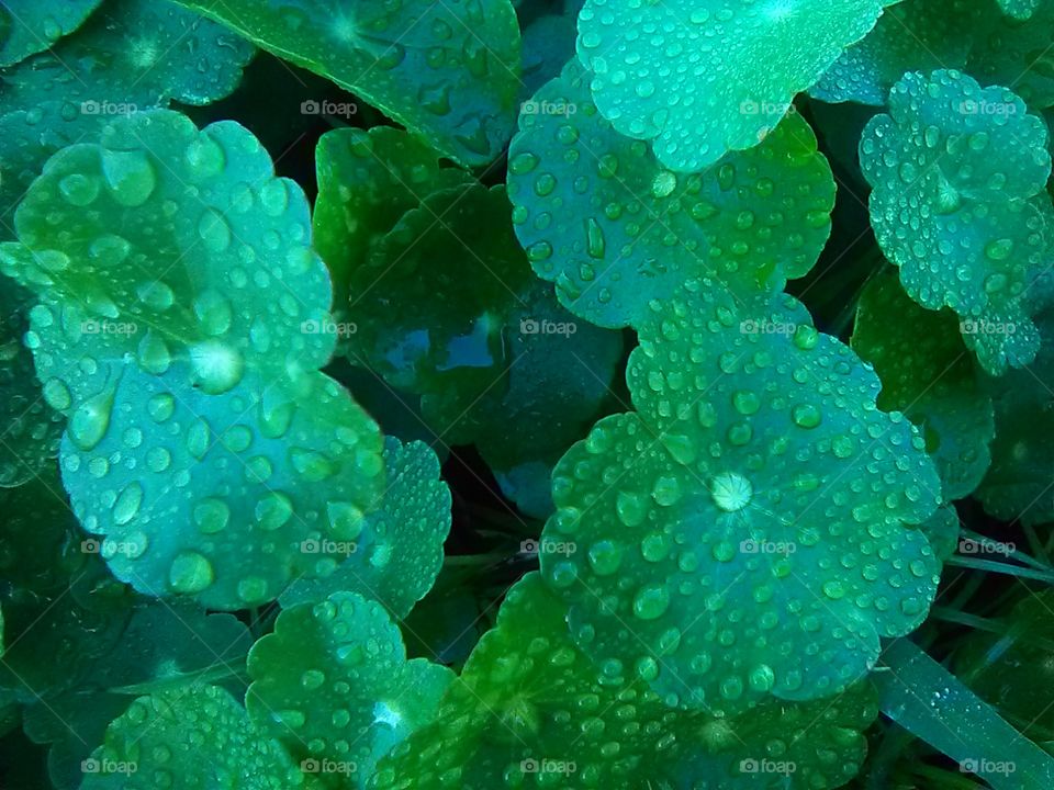 leafy droplets