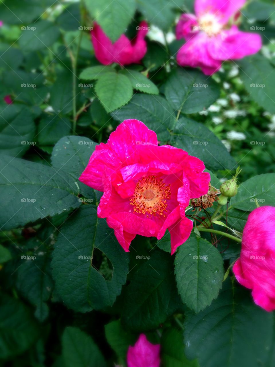 Rosa officialis. Rose in bloom