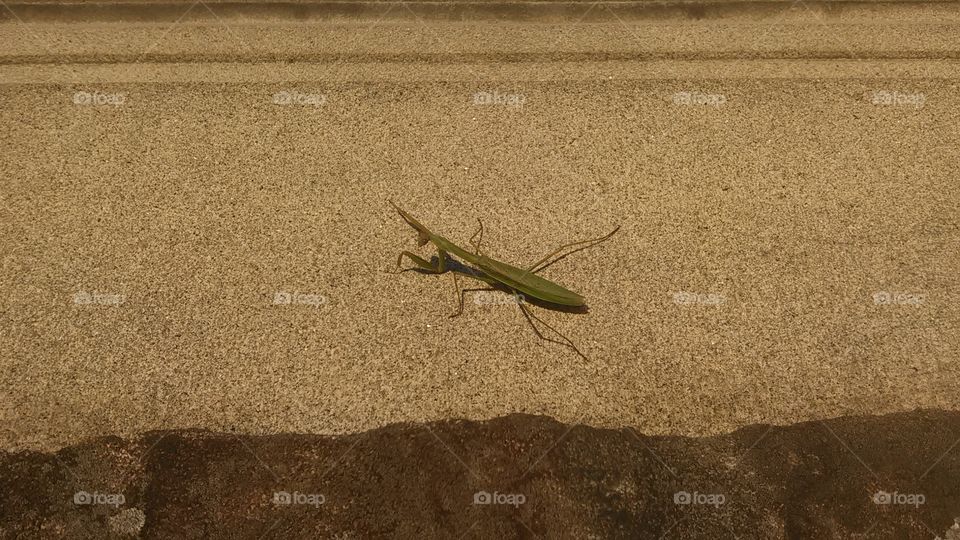 Gettysburg preying mantis