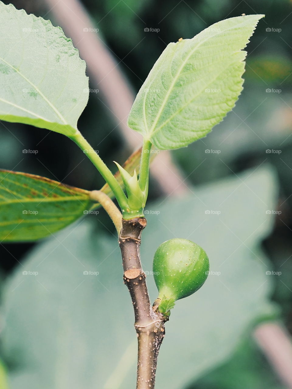 my figs