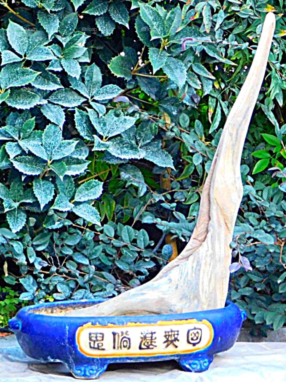 Tanuki Bonsai: step1