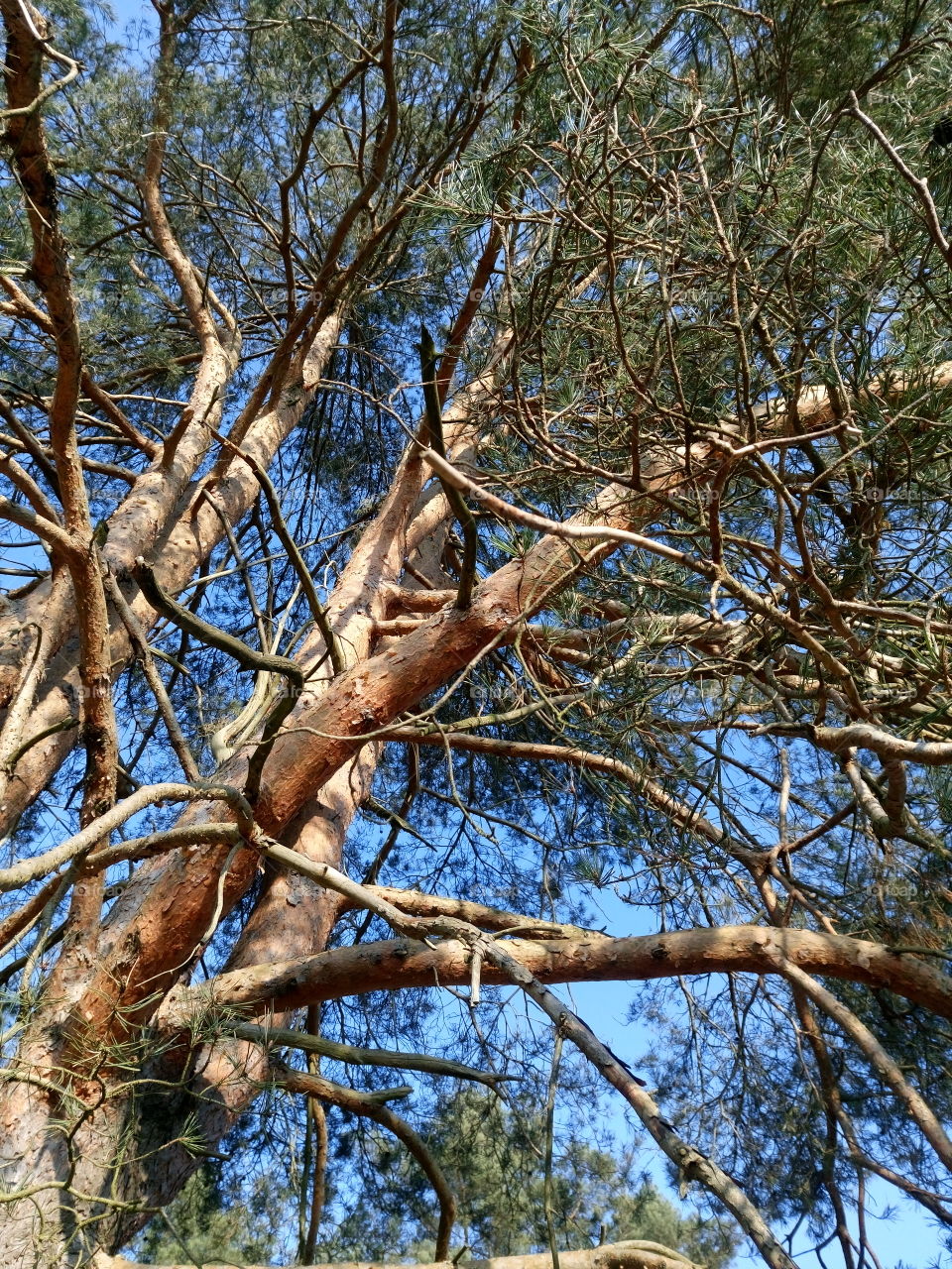 polish nature | pine my love