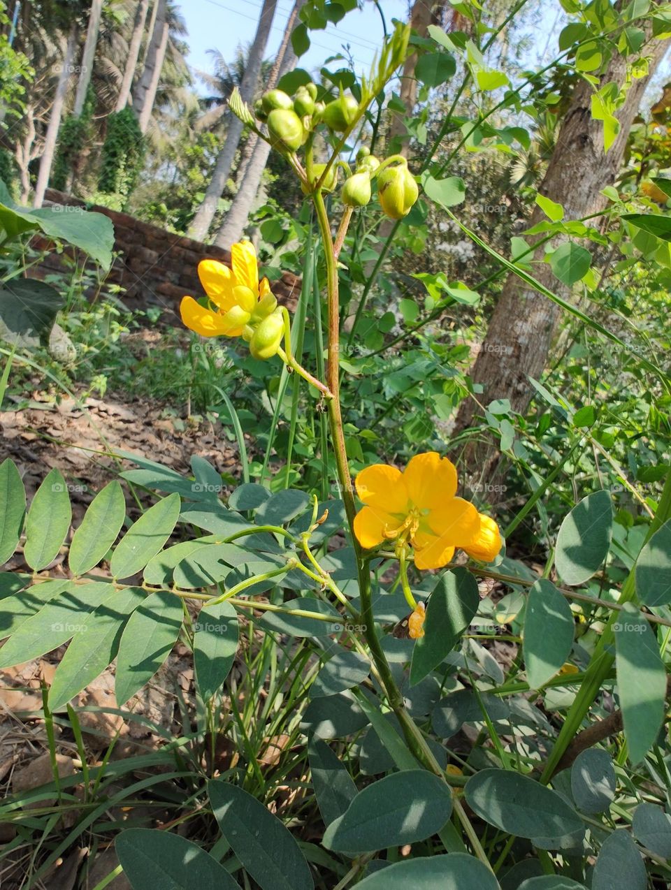 Mobile series: Plants