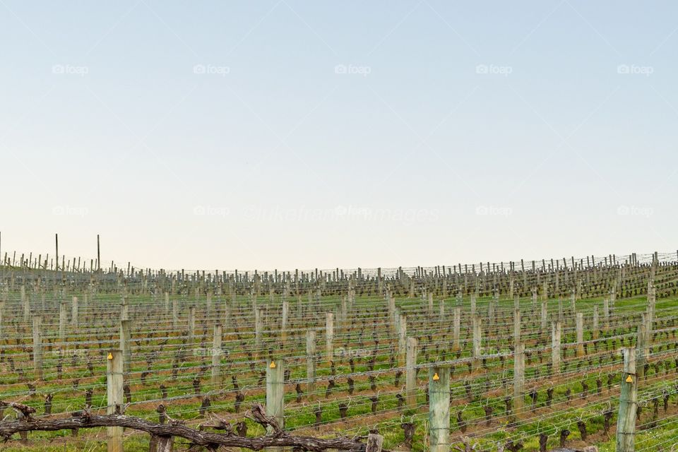Production rows in a vineyard against a clear blue sky 