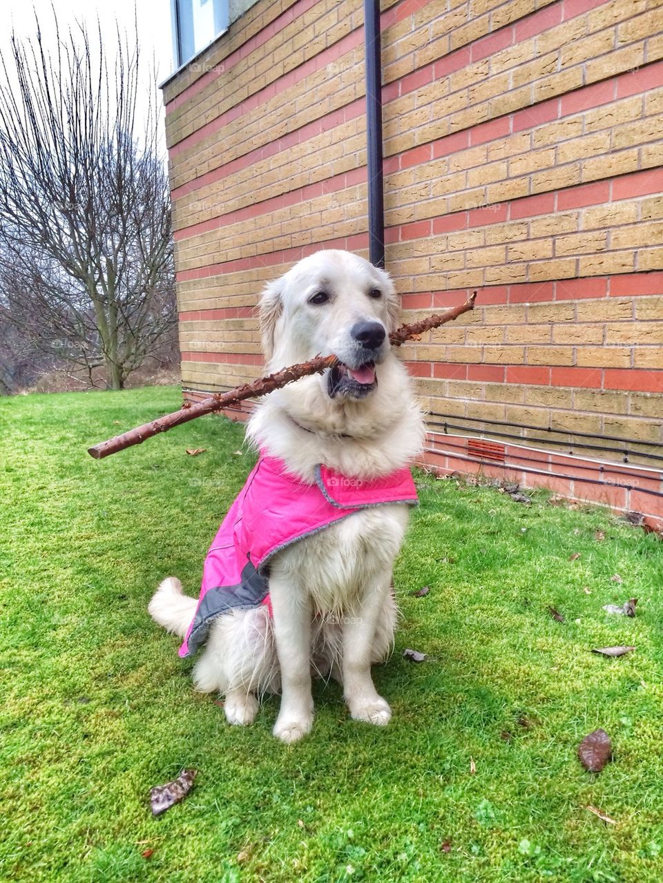 Zoe proudly posing with her big stick