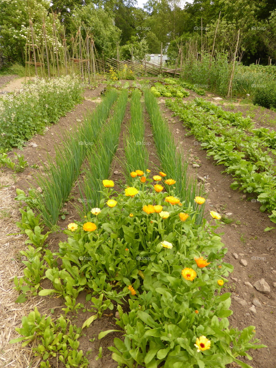 Vegetables growth