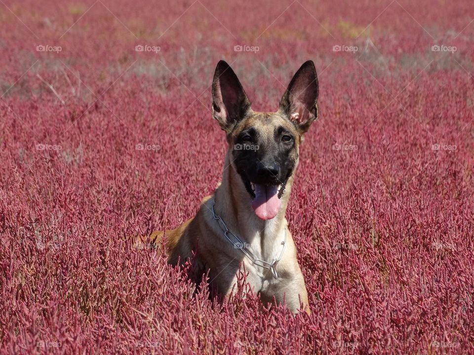 Belgian shepherd malinois Viki