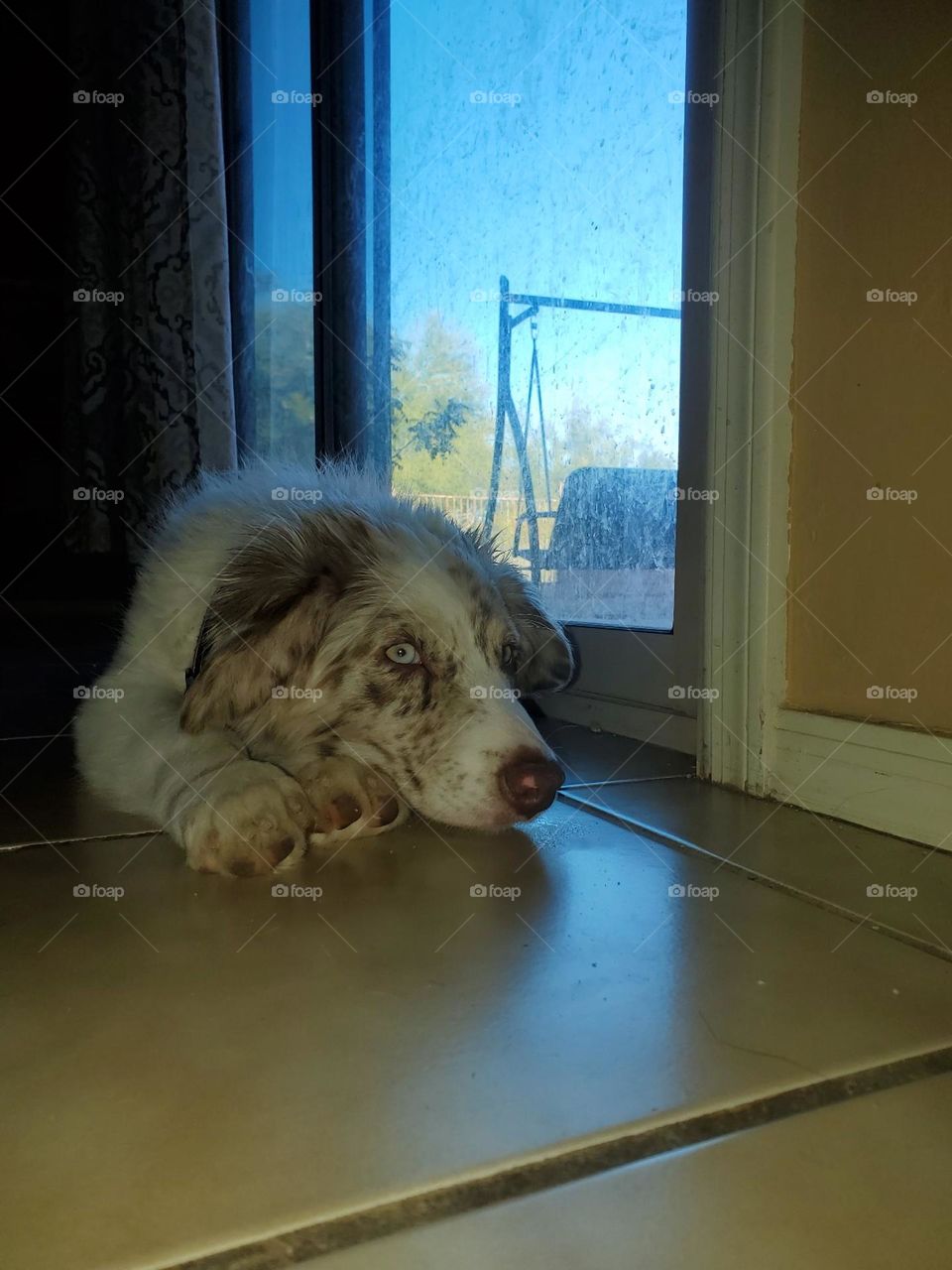 Picture Perfect Puppy indoors with outdoor backdrop, super sweet face, bright eye, resting peacefully on the tile. Perfect for advertising π