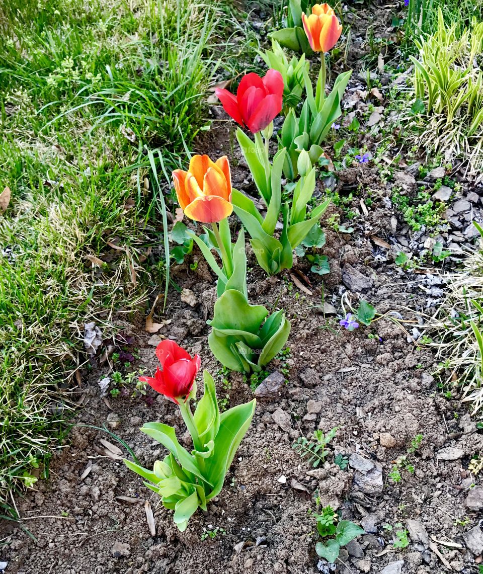 Variety of Tulips