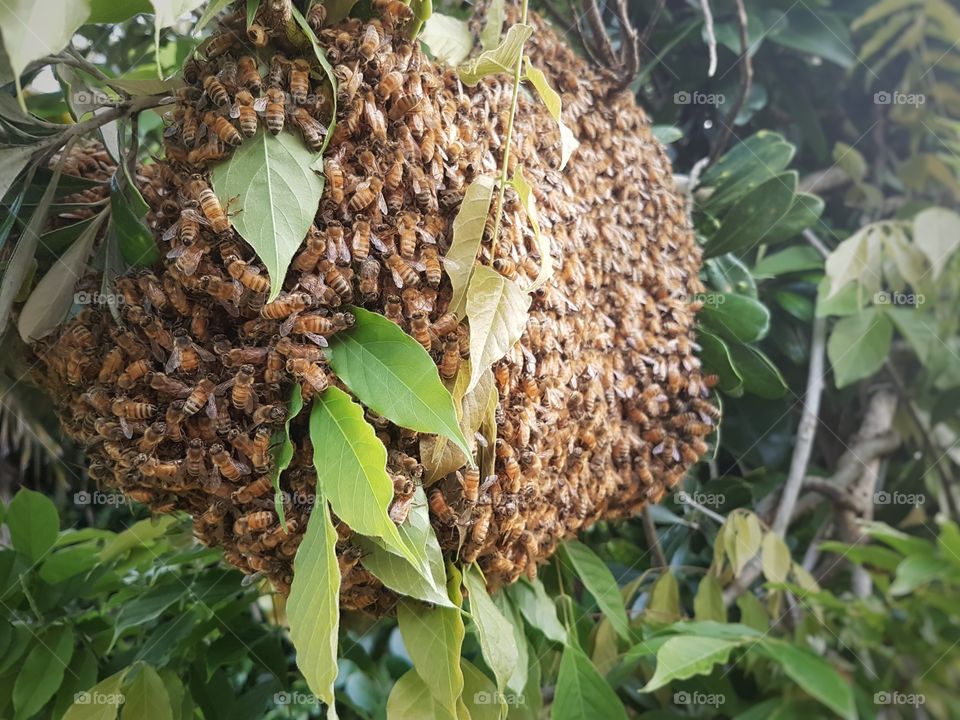 Bee Swarm in branch of tree