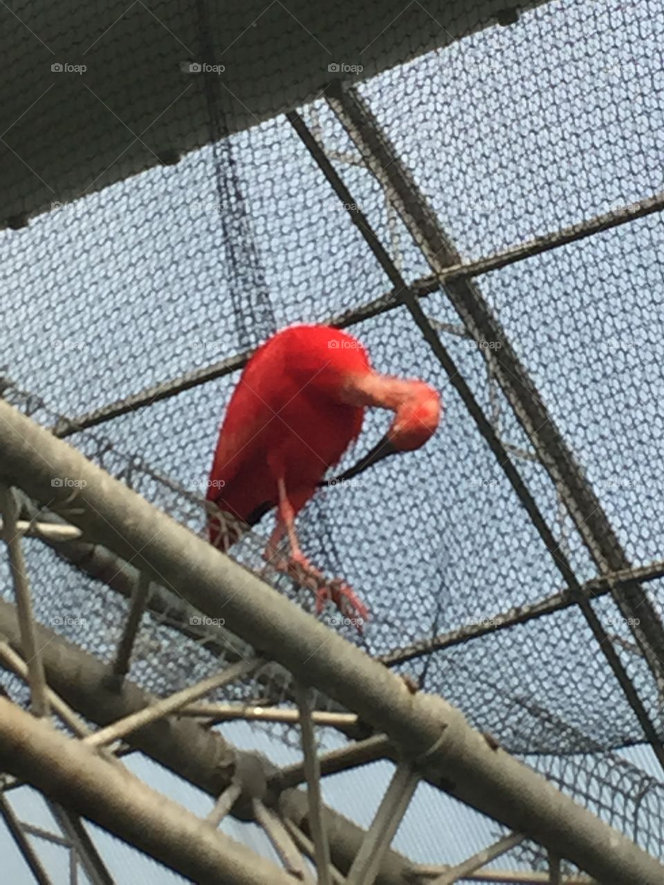 Bird with red feathers
