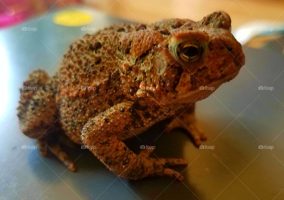 the kids found Smith's toad