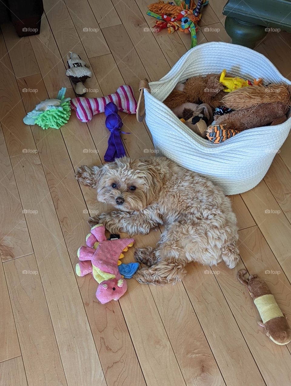 messy pup with toys