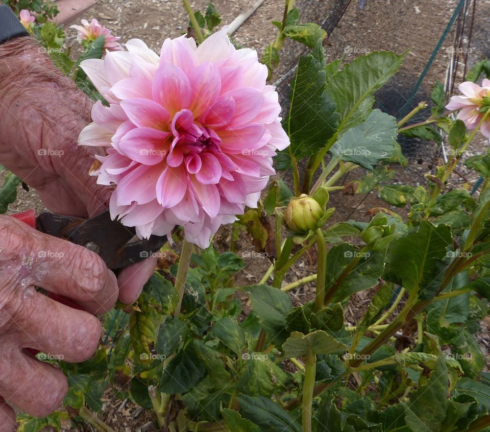 Clipping dahlia bloom