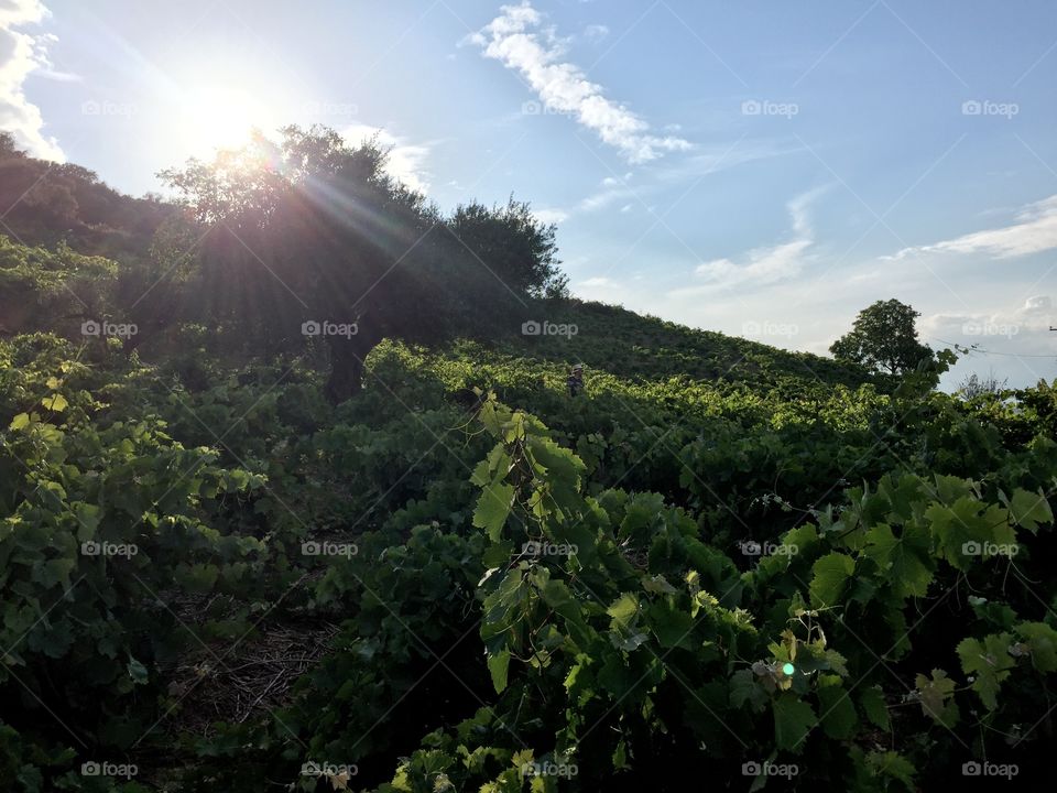 A sunlit mountainside vineyard in Greece