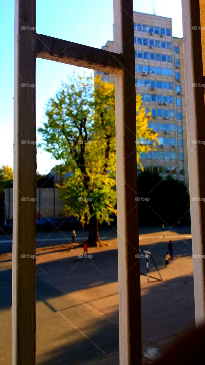 Beautiful scenery of a tree through the window