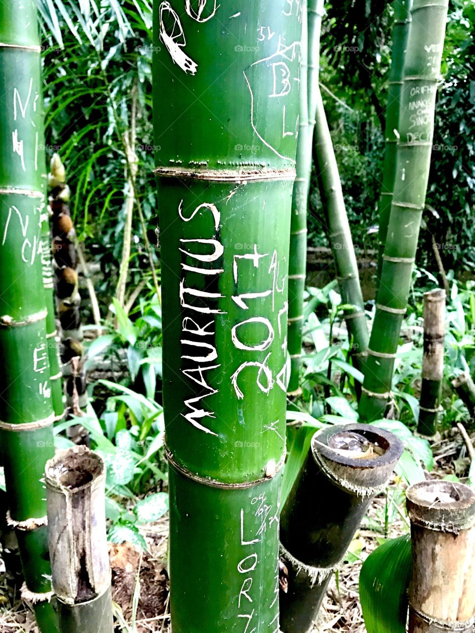 Writing curved on the bamboo in the jungle, Mauritius, Africa