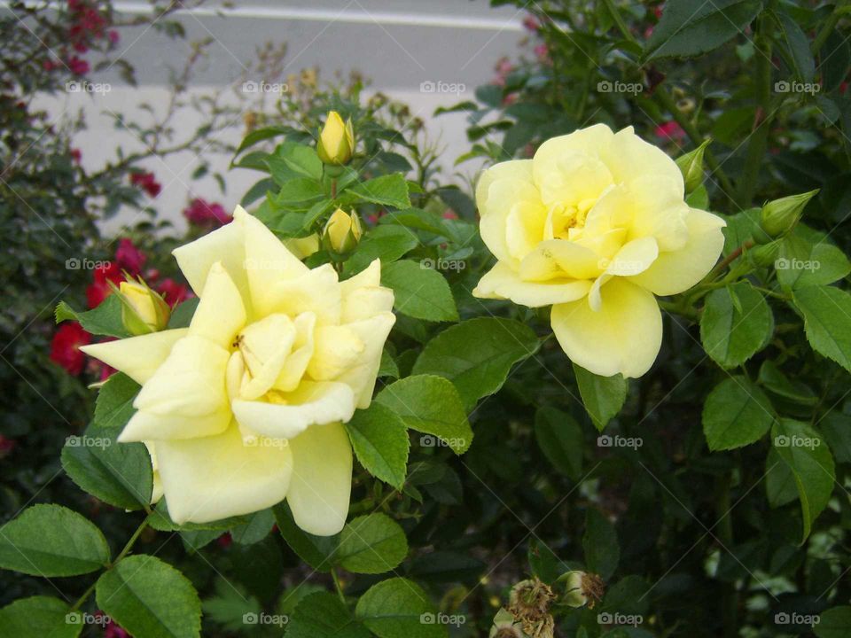 yellow roses