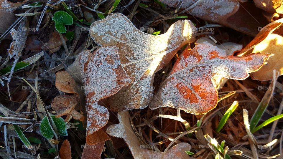 My favorite part of Winter is taking pictures of frost, ice, and snow.