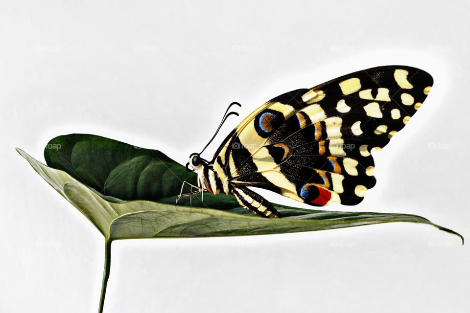beautiful butterfly closeup picture with white background